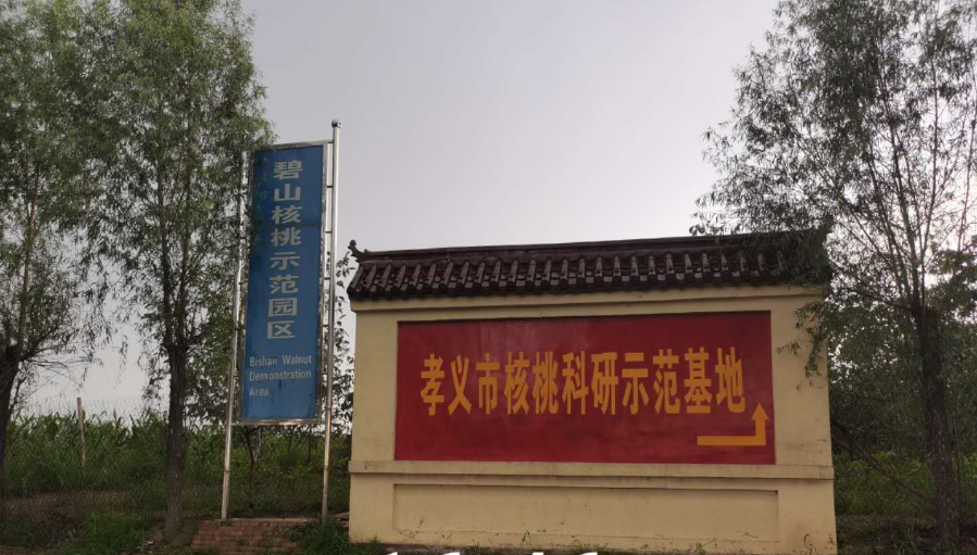 孝義農(nóng)產(chǎn)品大市場丨力爭讓孝義核桃插上翅膀，飛向全國！